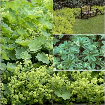 Alchemilla 'Multiple Varieties'