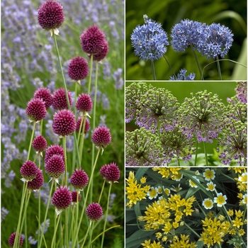 Allium 'Multiple Varieties'