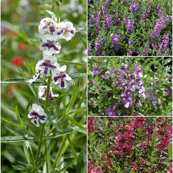 Angelonia angustifolium