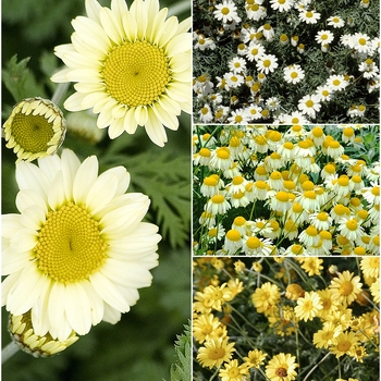 Anthemis 'Multiple Varieties' 