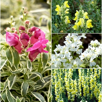 Antirrhinum 'Multiple Varieties' 