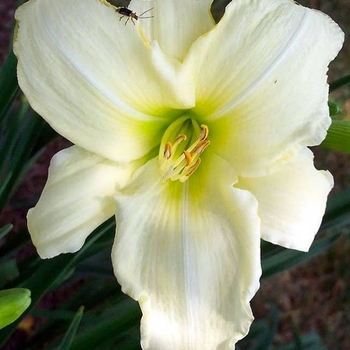 Hemerocallis 'Ice Carnival' 