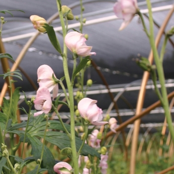 Aconitum carmichaeli x cammarum 'Pink Sensation'