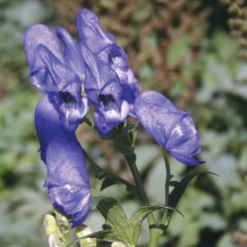 Aconitum fischeri '' (010560)