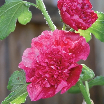 Alcea rosea 'Chater's Double Pink' 