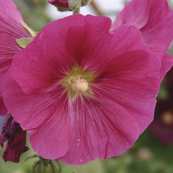 Alcea rosea 'Indian Spring' 