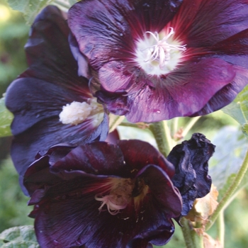 Alcea rosea 'Nigra' 