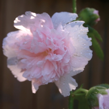 Alcea rosea 'Powderpuffs Mix'