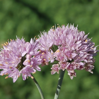 Allium senescens 'Glaucum' 