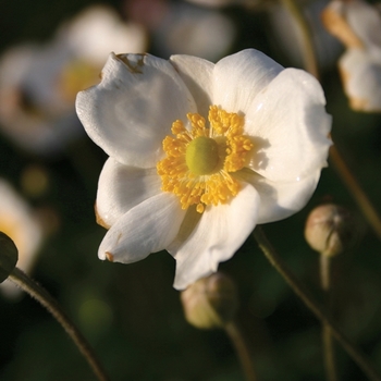 Anemone 'Andrea Atkinson' 