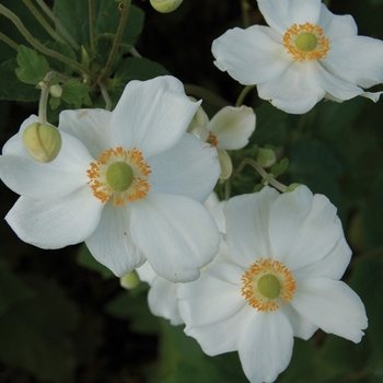 Anemone 'Honorine Jobert'