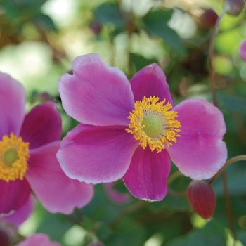 Anemone hupehensis 'September Charm'