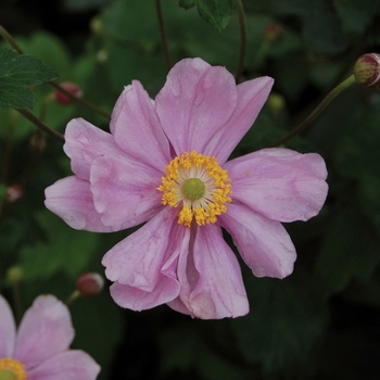 Anemone 'Serenade' 