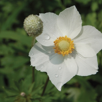 Anemone sylvestris 