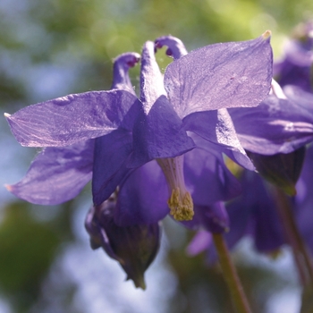 Aquilegia alpina 