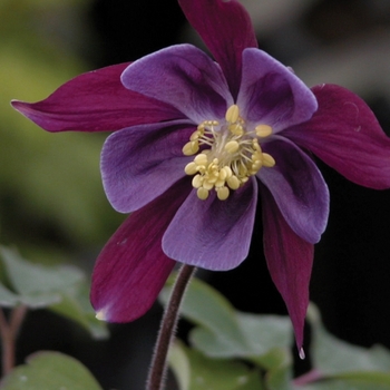 Aquilegia 'Biedermeier Mix' 