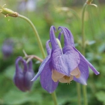 Aquilegia flabellata 'Mini Star'