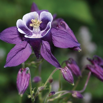 Aquilegia vulgaris Winky 'Purple & White'