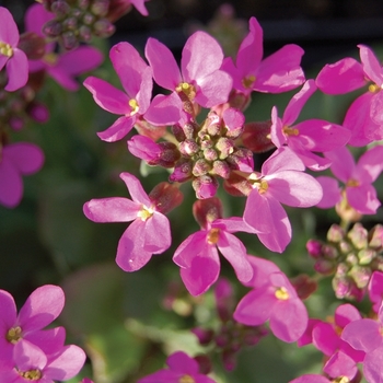 Rose Rock Cress (Arabis blepharophylla) in Lancaster York