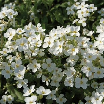 Arabis caucasica 'Snowcap'