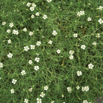 Arenaria verna