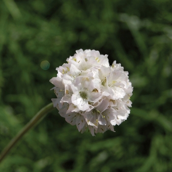 Armeria maritima 'Alba'