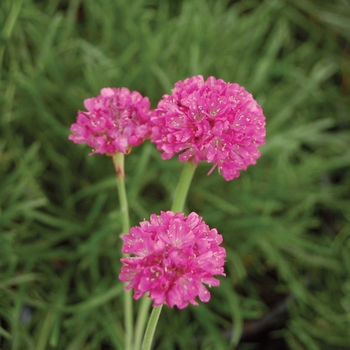 Armeria maritima 'Dusseldorf Pride'