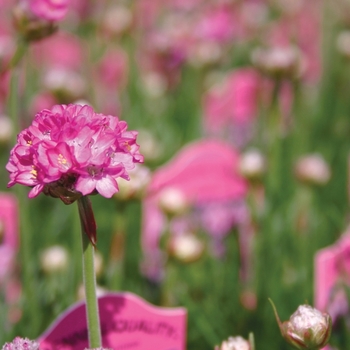 Armeria maritima 'Splendens' 