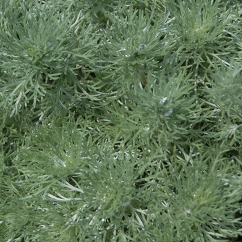 Artemisia schmidtiana 'Nana' 