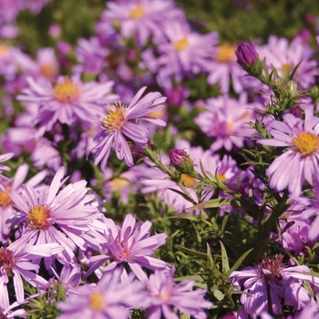 Aster novi-belgii 'Wood's Pink'