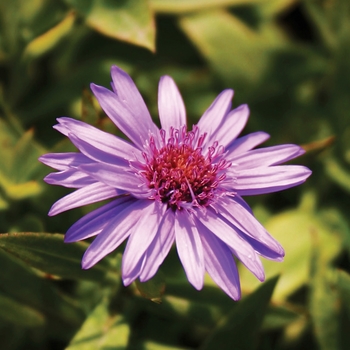 Aster novi-belgii 'Wood's Purple' 