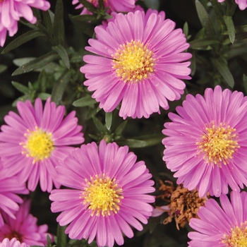 Aster novi-belgii 'Alert'