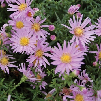 Aster novi-belgii 'Newton Pink'