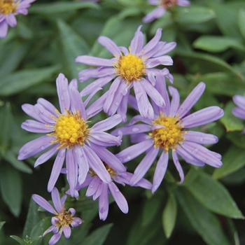 Aster novi-belgii 'Professor Anton Kippenburg' 