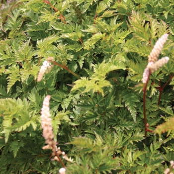 Aruncus aethusifolius 'Noble Spirits' 