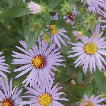 Aster oblongifolius 'Raydon's Favorite'