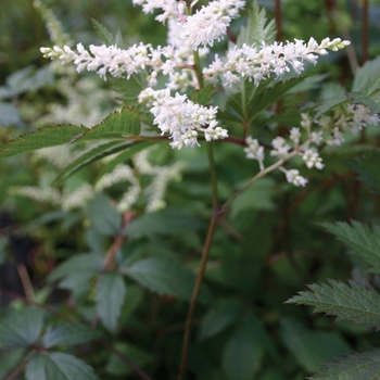 Astilbe japonica 'Ellie'