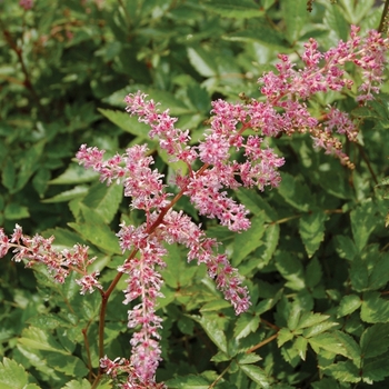 Astilbe x arendsii 'Flamingo'