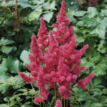 Astilbe japonica 'Bremen' 