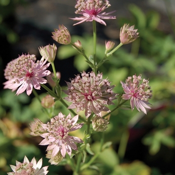 Astrantia major 'Primadonna' 