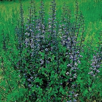 Baptisia 'Purple Smoke'