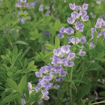 Baptisia x bicolor 'Starlite'