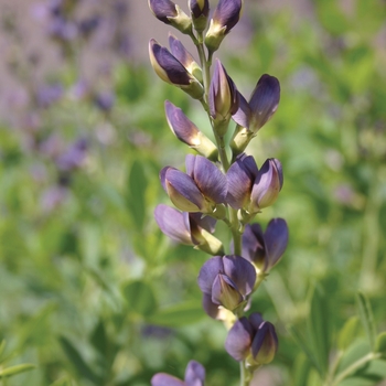 Baptisia 'Twilite' 