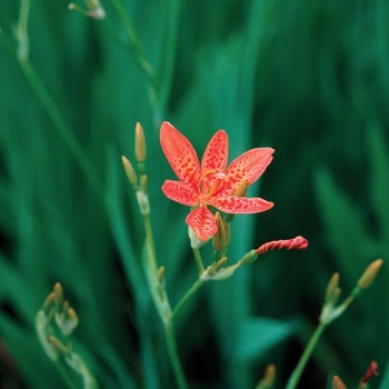 Belamcanda chinensis