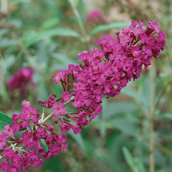 Buddleia davidii 'Royal Red' 