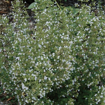 Calamintha nepeta ssp nepeta 