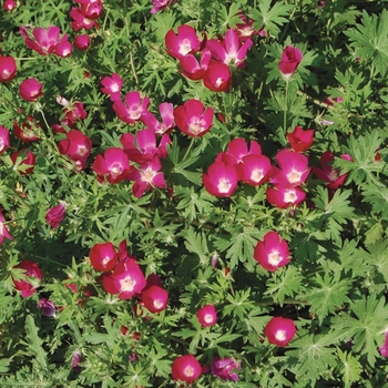 Callirhoe involucrata