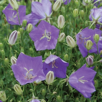 Campanula carpatica 'Blue Clips' 