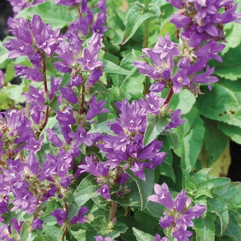 Campanula glomerata 'Superba' 