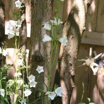 Campanula persicifolia 'Alba' 